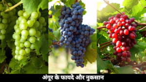 1 Profitable Fruit अंगूर के फायदे और नुकसान