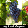 1 Profitable Fruit अंगूर के फायदे और नुकसान